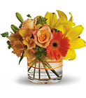 Sunny Siesta Cottage Florist Lakeland Fl 33813 Premium Flowers lakeland